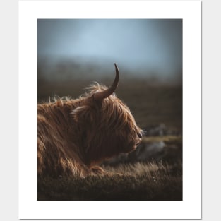 Highland Cow (Faroe Islands) Posters and Art